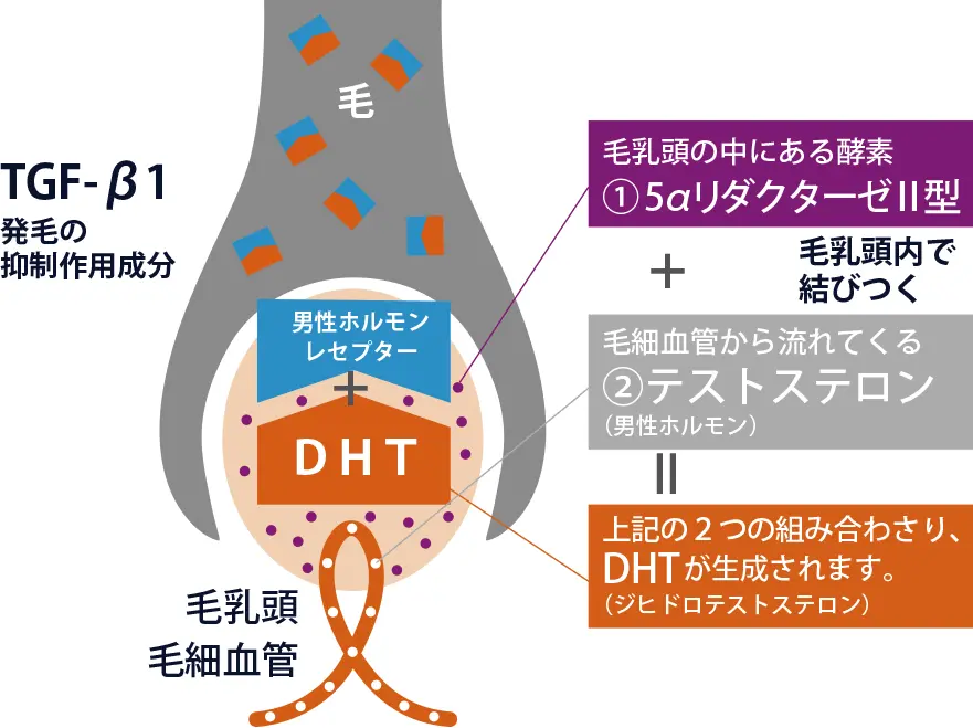 AGAのメカニズム